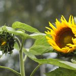 Been trying to rank my site for 6 months. Spent $200 on Ahrefs and I’m more confused than when I started. Am I doing this wrong or is SEO just… broken?